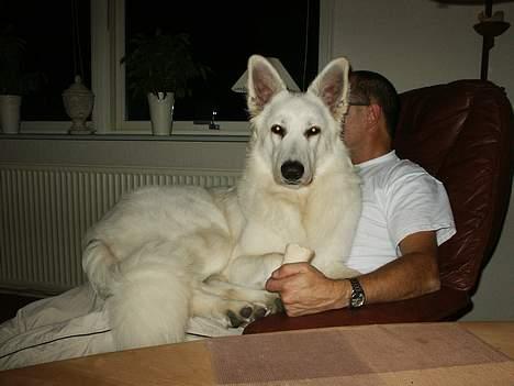 Hvid schæfer Alaska - Skødehund, jeg har glemt, hvor stor jeg er blevet billede 8