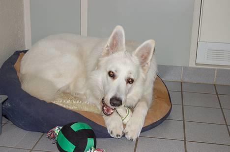 Hvid schæfer Alaska - Min nye bold billede 9