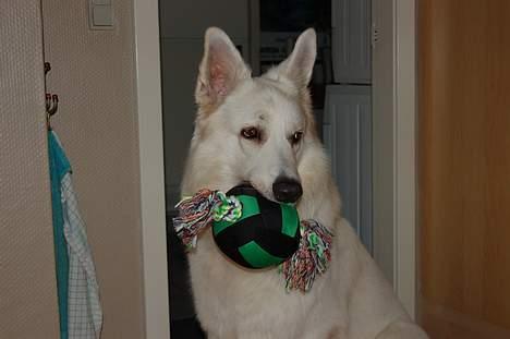 Hvid schæfer Alaska - Det er min fødselsdagsgave, 2 år billede 10