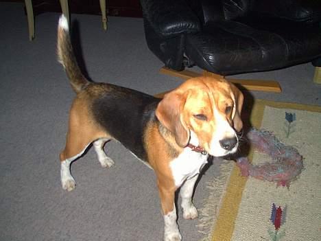 Beagle Saskia - Det er så mig der hedder Saskia billede 1