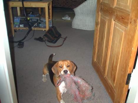 Beagle Saskia - Jeg havde fået lov... billede 2