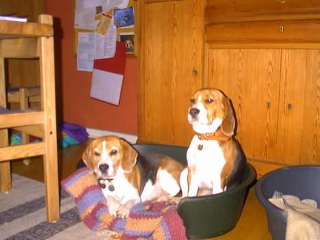 Beagle Saskia - Mig og min mor Lise. Det er mig der sidder op billede 3