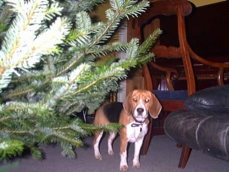 Beagle Saskia - Om jeg begriber hvorfor de har slæbt et træ ind i stuen billede 4