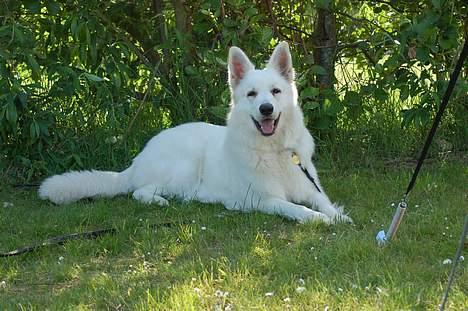 Hvid schæfer Alaska - Jeg elsker camping og udeliv billede 11