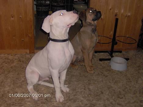 Dogo argentino Tyson - Sæt så de madskåle så vi kan nå dem da! billede 17