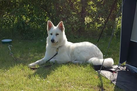 Hvid schæfer Alaska - der er altid noget at se på billede 12