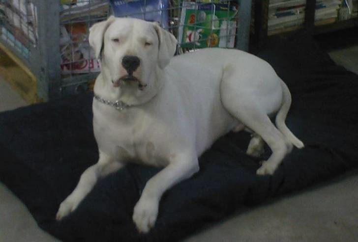 Dogo argentino Tyson - Kender ingen hund der kan se mere overlegen ud end Tyson. Her er han med på job. billede 18