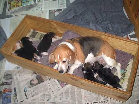 Beagle Lise - Jeg passer lige mine "børnebørn" mens Saskia er ude at tisse billede 6