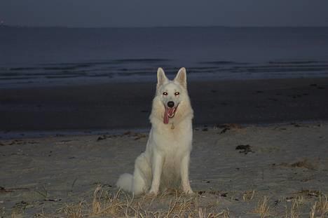 Hvid schæfer Alaska - Sen eftermiddags tur på stranden 28 Dec. 2006 billede 13