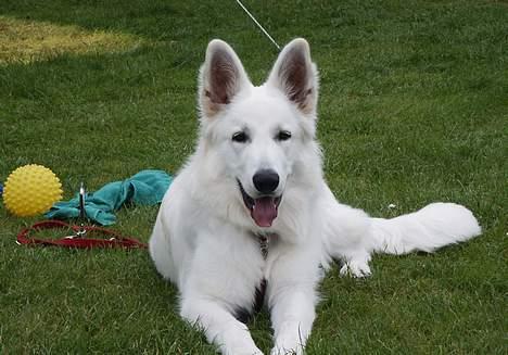 Hvid schæfer Alaska - Ligger lige her billede 14