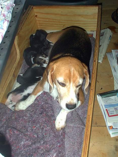 Beagle Saskia - nybagt mor Saskia billede 5