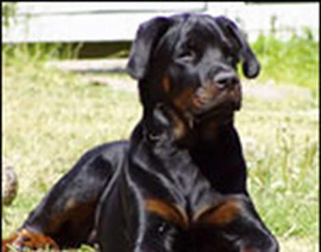 Rottweiler OZZY billede 1