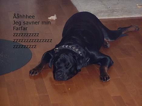 Rottweiler OZZY billede 2