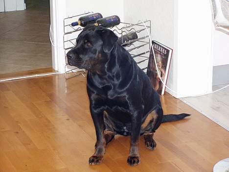 Rottweiler OZZY billede 3