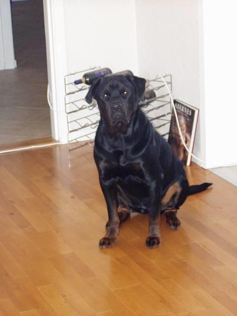 Rottweiler OZZY billede 4