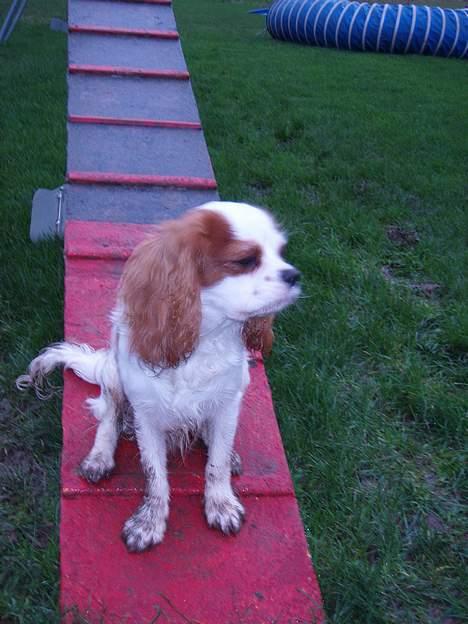 Cavalier king charles spaniel Simba - Det må man da kalde at få feltet!! billede 8