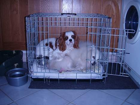 Cavalier king charles spaniel Simba - Dejligt at ligge sammen med "storebror". billede 9