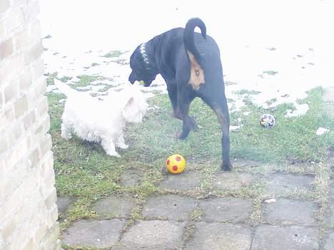 Rottweiler OZZY billede 5