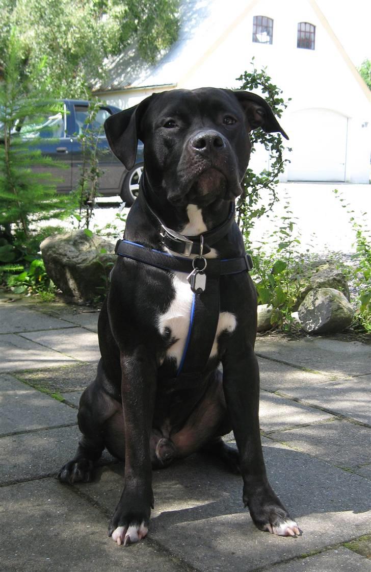 Amerikansk staffordshire terrier ZEUS - se hvor flot jeg sidder billede 1