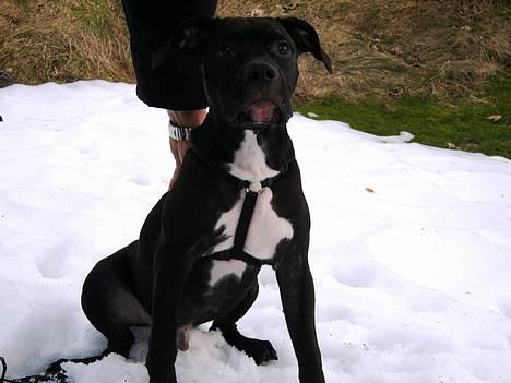 Amerikansk staffordshire terrier ZEUS - Jeg kan næsten sidde stille mor, men uhh hvor er det koldt det sne., .  billede 2