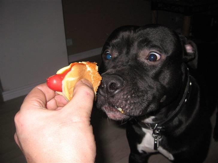 Amerikansk staffordshire terrier ZEUS - Ummm.. elsker hot dogs... billede 3