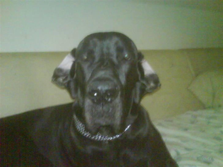 Grand danois Big Ben billede 20