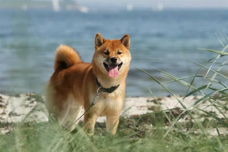 Shiba Kashi - Kashi ved Egå strand - Foto: TorpFoto.dk billede 2