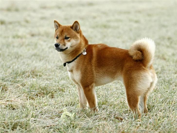 Shiba Kashi - Kashi en Frostklar morgen - Foto: TorpFoto.dk billede 3