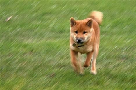 Shiba Kashi - Skønt at få lov at løbe stærkt uden snor på billede 5