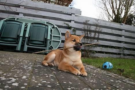 Shiba Kashi - Boss i egen have. billede 6