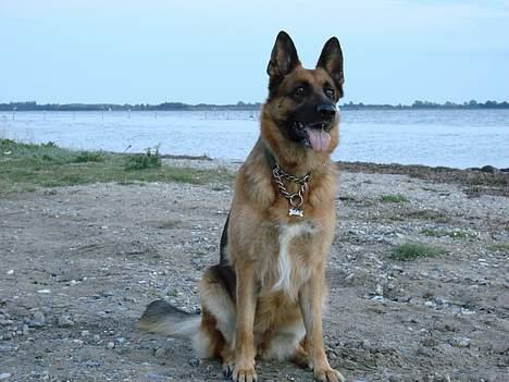 Schæferhund  Akita Nabonas  en hund f billede 16