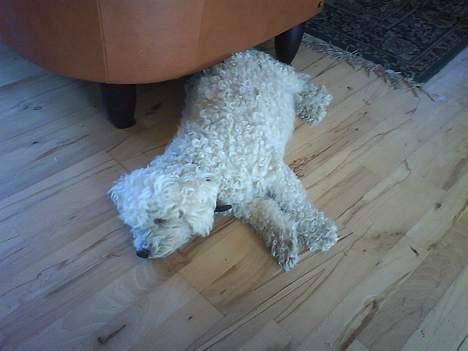 Bichon à poil frisé Victor DØD billede 19