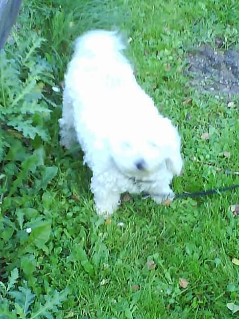 Bichon à poil frisé Victor DØD billede 20