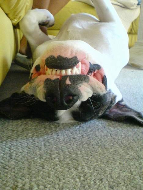 Amerikansk staffordshire terrier Kira billede 2