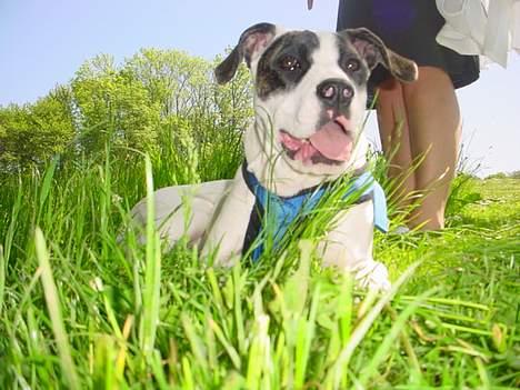 Amerikansk staffordshire terrier Kira billede 3