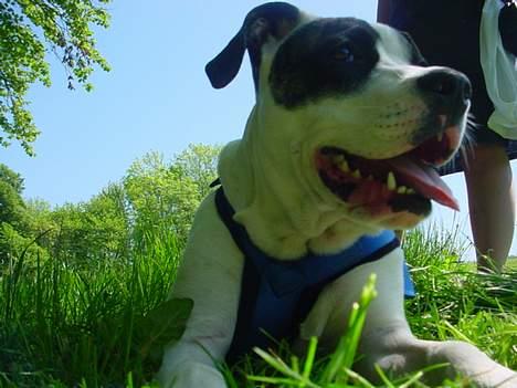 Amerikansk staffordshire terrier Kira billede 4