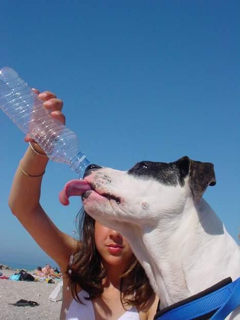 Amerikansk staffordshire terrier Kira billede 5