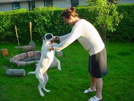 Amerikansk staffordshire terrier Kira billede 6