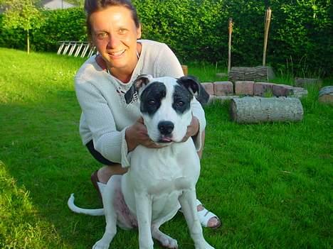 Amerikansk staffordshire terrier Kira billede 7