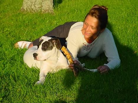 Amerikansk staffordshire terrier Kira billede 8