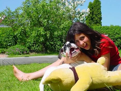 Amerikansk staffordshire terrier Kira billede 9