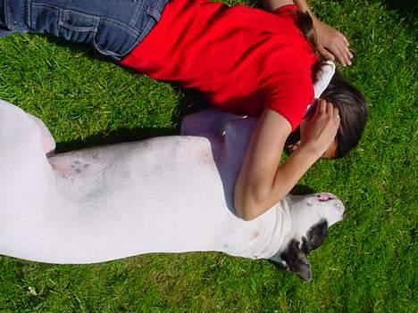 Amerikansk staffordshire terrier Kira billede 10