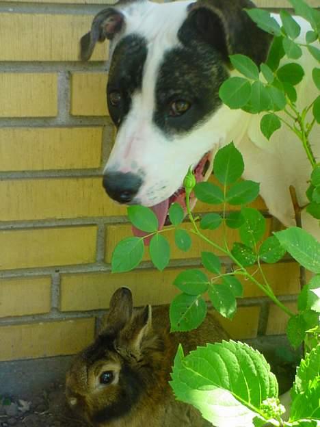 Amerikansk staffordshire terrier Kira billede 11