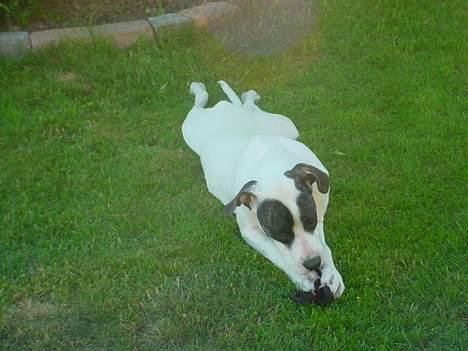 Amerikansk staffordshire terrier Kira billede 12