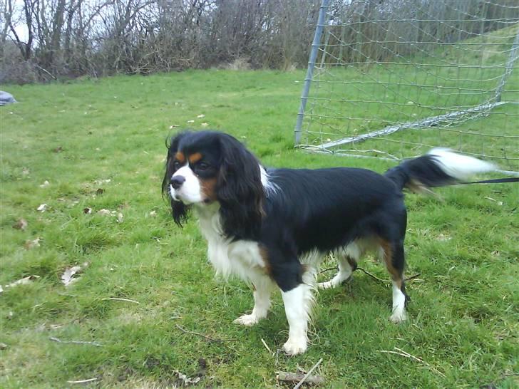 Cavalier king charles spaniel Ricky billede 1