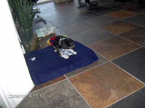 Cavalier king charles spaniel Ricky billede 2