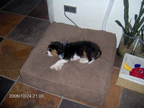 Cavalier king charles spaniel Ricky - Jeg tager lige en lille slapper billede 3