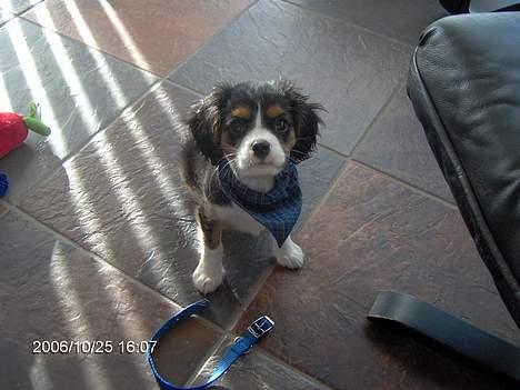 Cavalier king charles spaniel Ricky billede 4