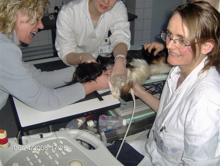Cavalier king charles spaniel Ricky - På Landbrohøjskolen til hjertescaning. billede 5