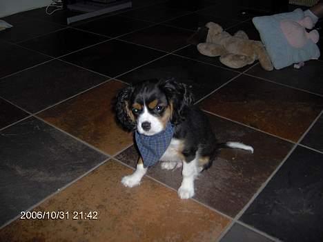 Cavalier king charles spaniel Ricky billede 6